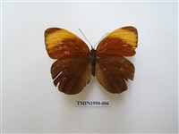 藏品(串珠環蝶)的圖片